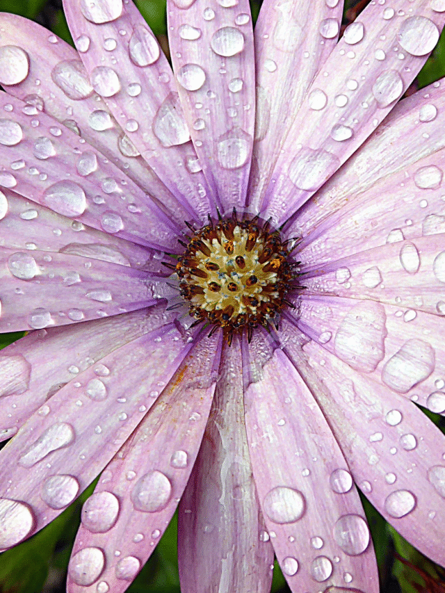 Primavera – Época ideal para renovar seu jardim